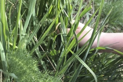 Agarrado la naturaleza
