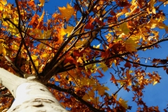 Arbol Otoñal