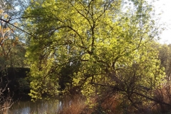 Autumn light