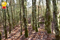 Bosque encantado