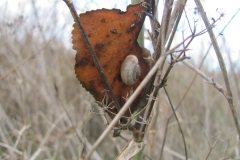 Caracoles