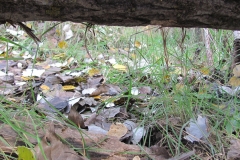 Hojas de otoño