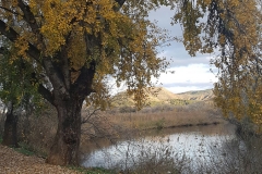 Otoño en el Henares