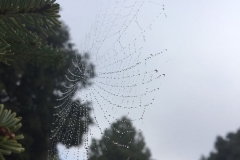 Serendipia
